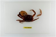 藏品(毛足特氏蟹)的圖片